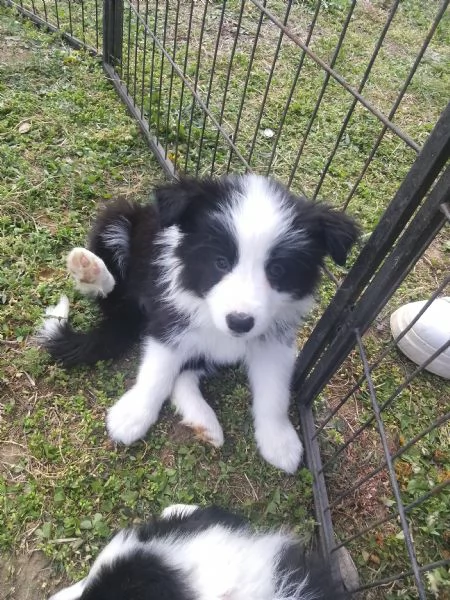 ULTIMI 3 CUCCIOLI DI BORDER COLLIE  | Foto 0