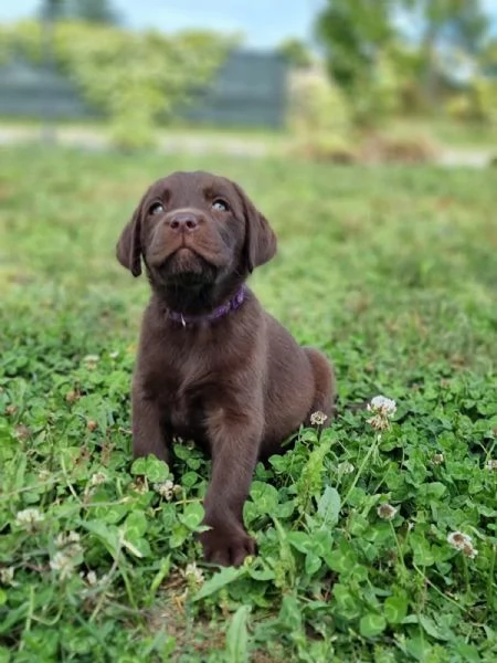 CUCCIOLI LABRADOR DISPONIBILI | Foto 3