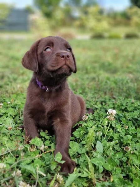 CUCCIOLI LABRADOR DISPONIBILI