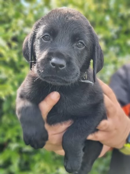 CUCCIOLI LABRADOR DISPONIBILI | Foto 6