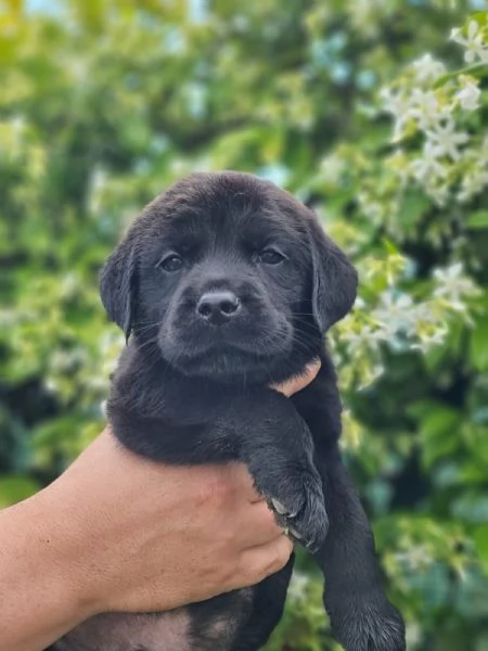 CUCCIOLI LABRADOR DISPONIBILI | Foto 5