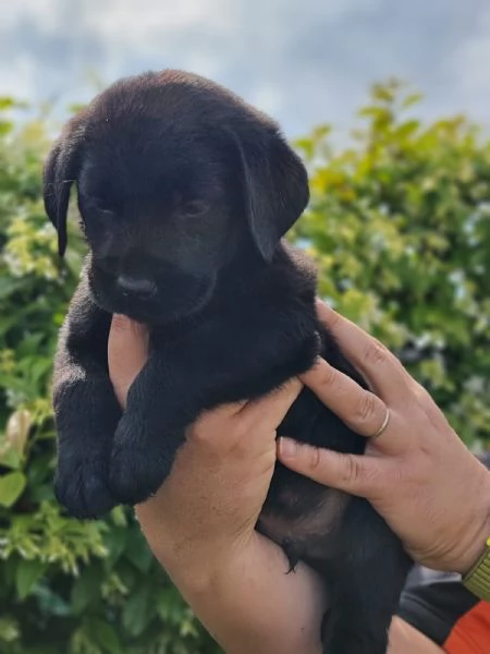 CUCCIOLI LABRADOR DISPONIBILI | Foto 4