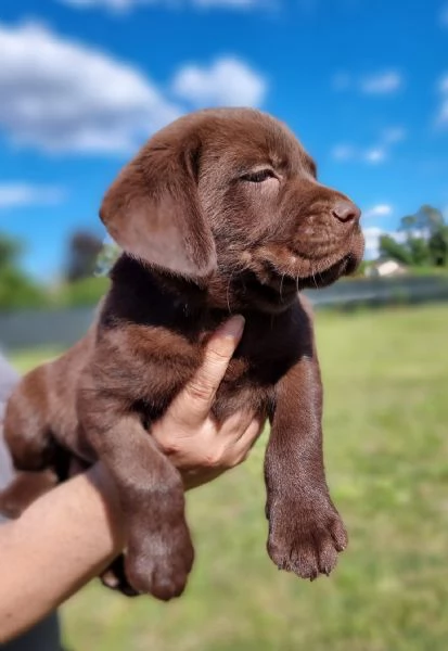 CUCCIOLI LABRADOR DISPONIBILI | Foto 3