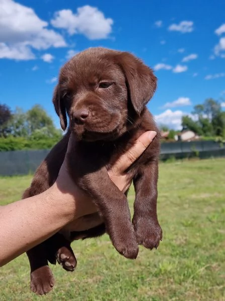 CUCCIOLI LABRADOR DISPONIBILI | Foto 2