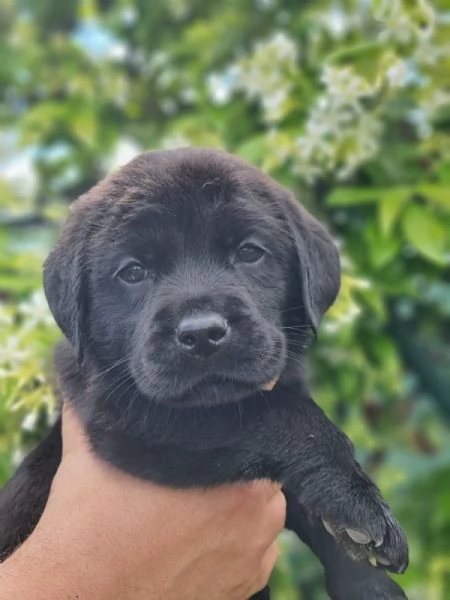 CUCCIOLI LABRADOR DISPONIBILI | Foto 0