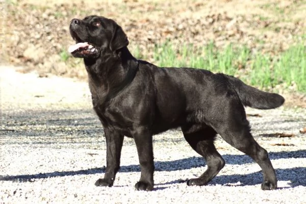 Labrador disponibili | Foto 3