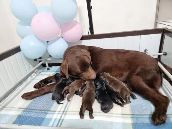 Labrador disponibili | Foto 1