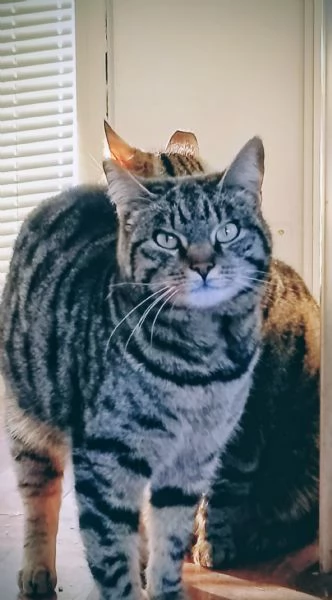 Regalo due bellissime gatte 