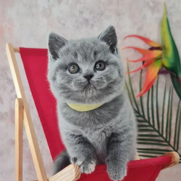 British Shorthair aspetta casa