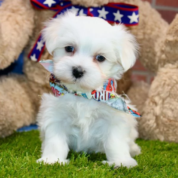 Maltese  | Foto 0