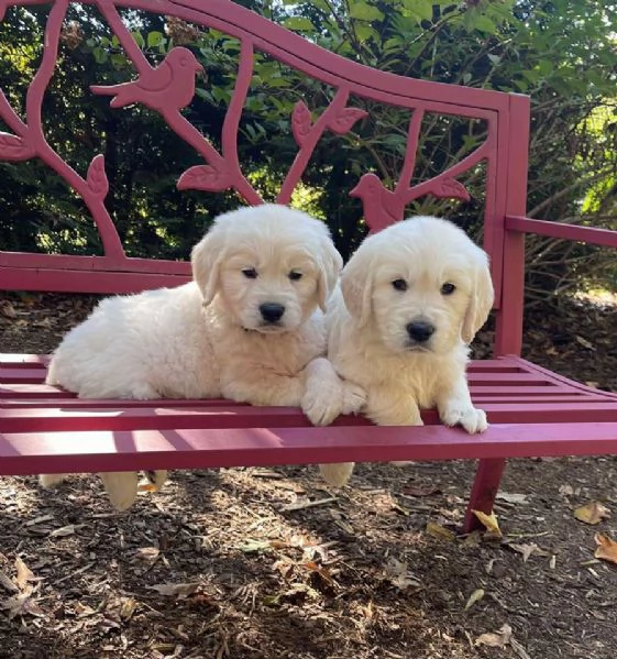 Cuccioli di golden retriever Bianchi