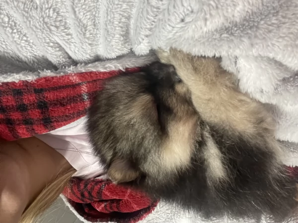 Spitz di Pomerania  | Foto 1