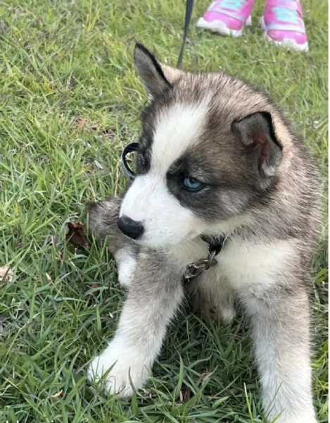  REGALO HUSKY