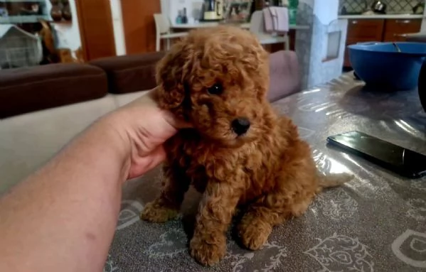 REGALO CUCCIOLO BARBONCINO TOY