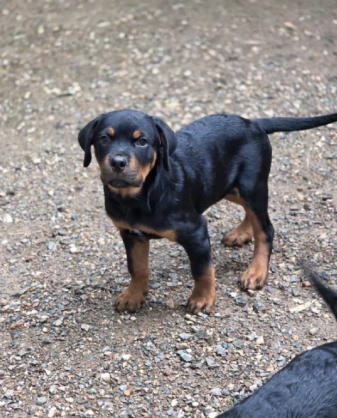  REGALO ROTTWEILER 
