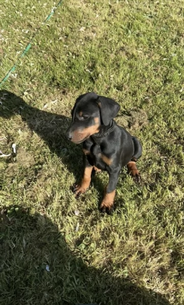  REGALO DOBERMANN 