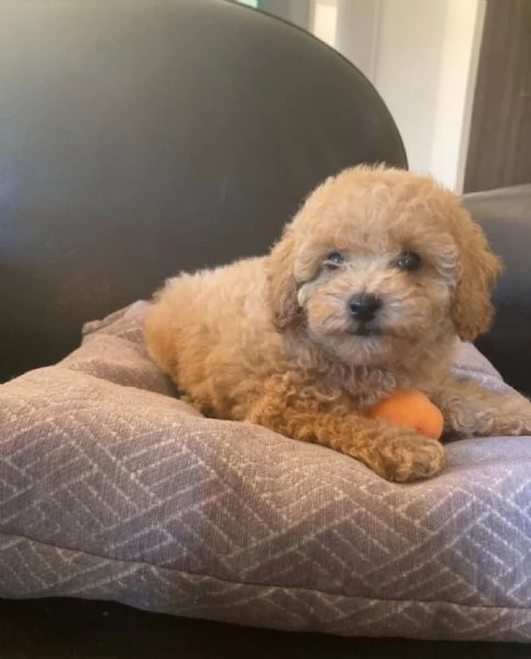  REGALO CUCCIOLO BARBONCINO TOY | Foto 0