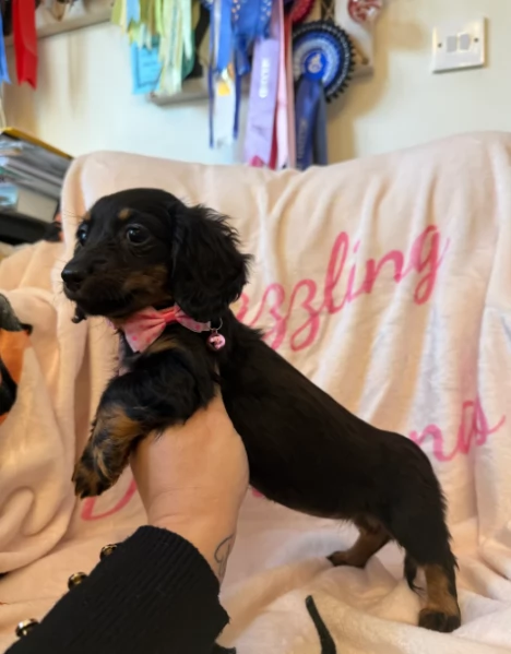 Cucciola di Bassoto Nanno Piccola | Foto 1