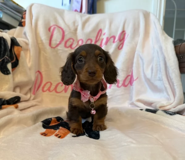 Cucciola di Bassoto Nanno Piccola