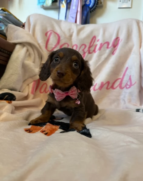 Cucciola di Bassoto Nanno Piccola | Foto 0