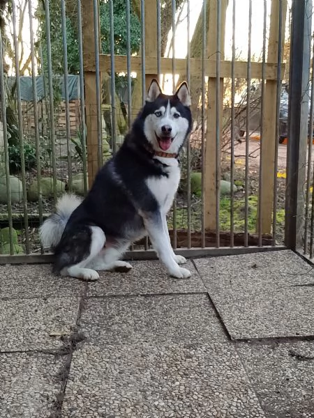Regalo husky maschio 5 anni | Foto 3