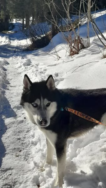 Regalo husky maschio 5 anni | Foto 0