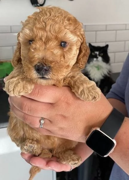 Toy poodle puppies 