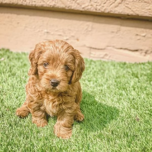 Toy poodle puppies  | Foto 5