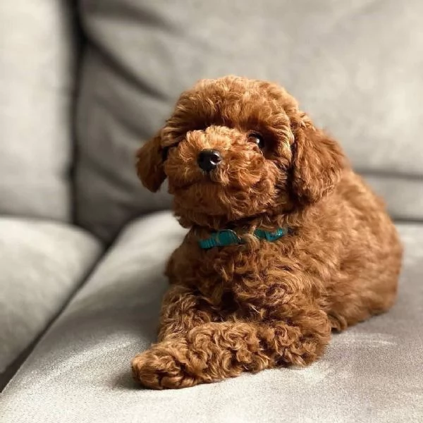 Toy poodle puppies  | Foto 1