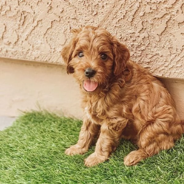 Toy poodle puppies  | Foto 0