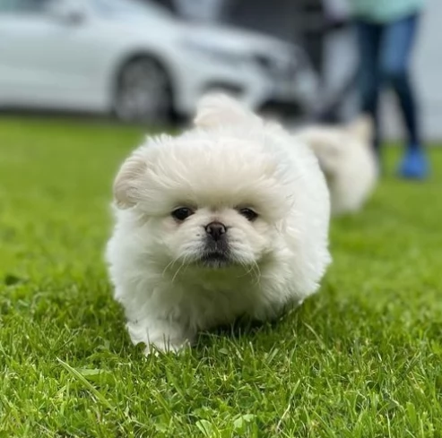Fantastici cuccioli di pechinese