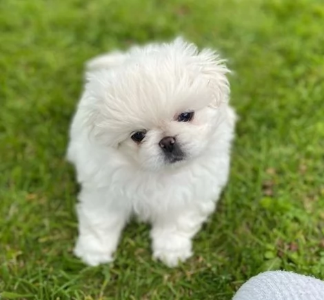 Fantastici cuccioli di pechinese | Foto 0