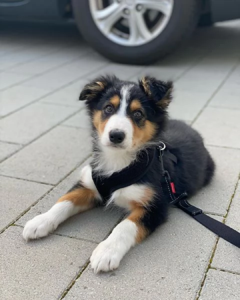 Cuccioli di Border Collie | Foto 0