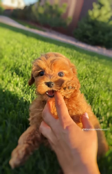 Cucciolo di Barboncino 