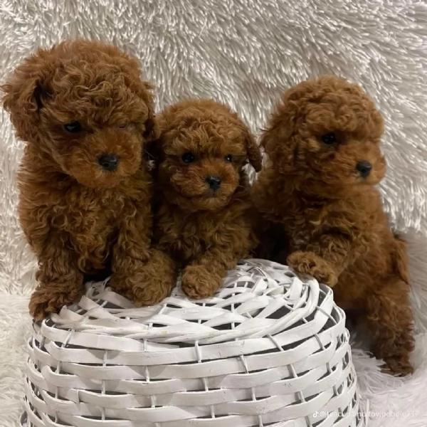 Cucciolo di Barboncino  | Foto 0