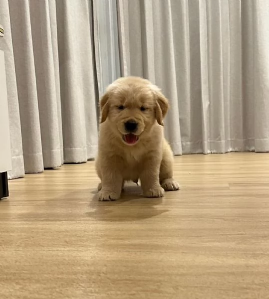 Golden Retriever  | Foto 2