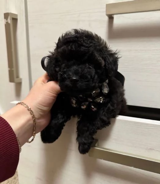Toy poodle puppies  | Foto 4