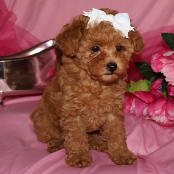 Toy poodle puppies  | Foto 1
