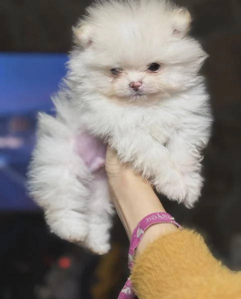 Bellissimi cuccioli di Pomerania Toy, adatti ai bambini, in adozione. | Foto 3