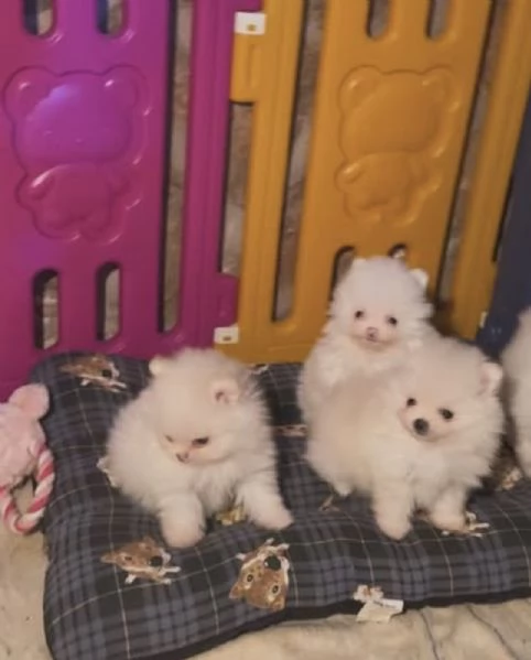 Bellissimi cuccioli di Pomerania Toy, adatti ai bambini, in adozione. | Foto 1