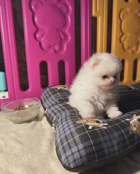 Bellissimi cuccioli di Pomerania Toy, adatti ai bambini, in adozione.