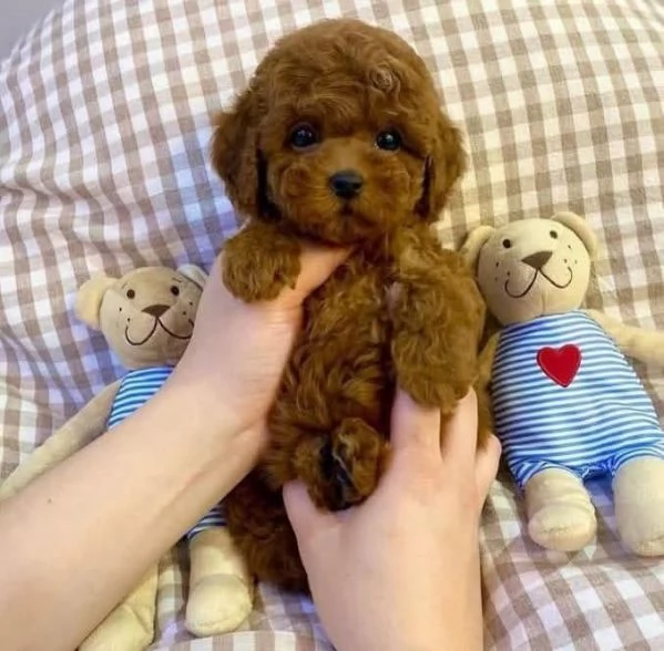 Toy poodle puppies 