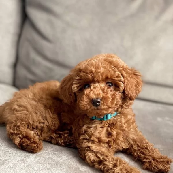Toy poodle puppies  | Foto 0