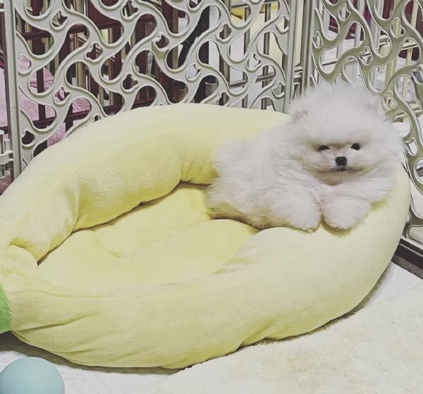 Splendidi cuccioli di Pomerania nano in cerca di una nuova casa. | Foto 3