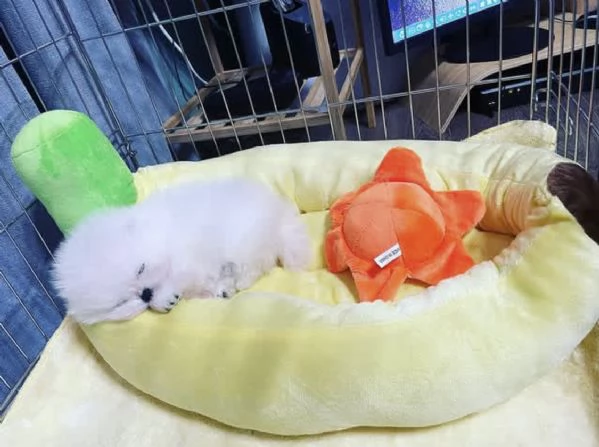 Splendidi cuccioli di Pomerania nano in cerca di una nuova casa. | Foto 2