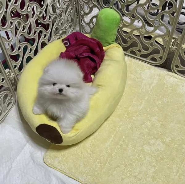 Splendidi cuccioli di Pomerania nano in cerca di una nuova casa.