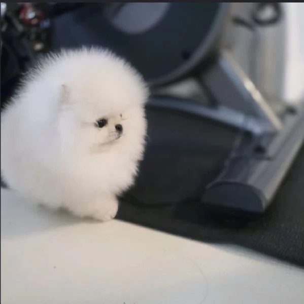 2 maschi e 1 femmina di Pomerania Volpino pronti per essere adottati | Foto 4