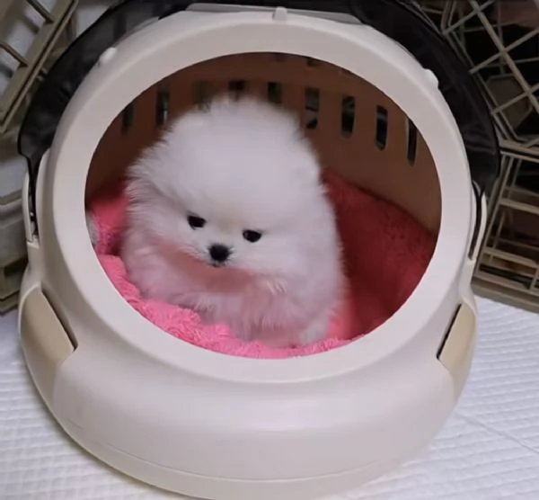 2 maschi e 1 femmina di Pomerania Volpino pronti per essere adottati | Foto 2