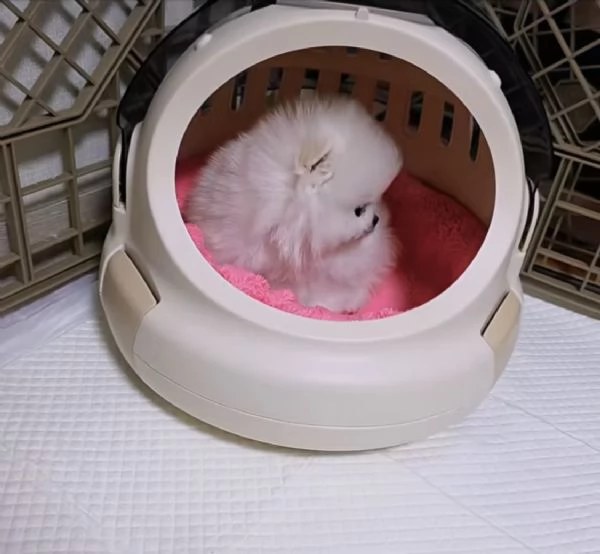 2 maschi e 1 femmina di Pomerania Volpino pronti per essere adottati | Foto 1