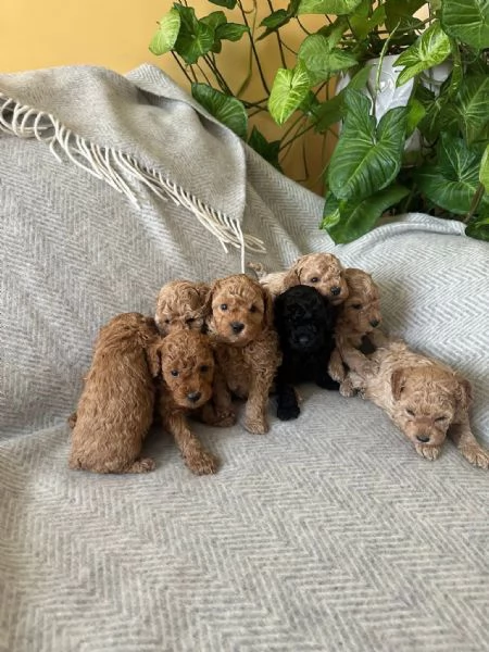 Toy poodle puppies